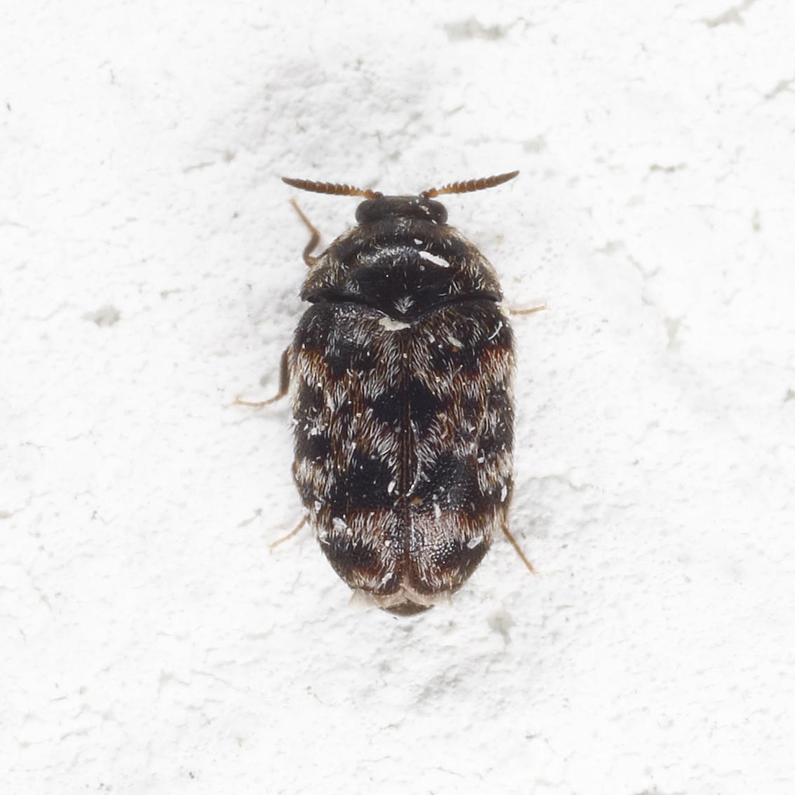 Dermestidae: Trogoderma versicolor?